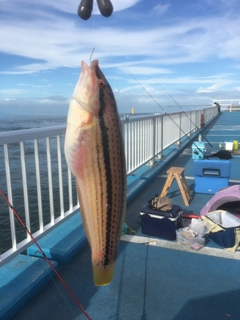 ベラの釣果