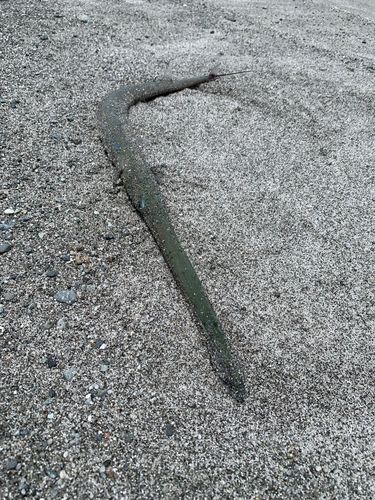 アオヤガラの釣果