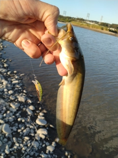 ナマズの釣果