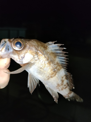 メバルの釣果