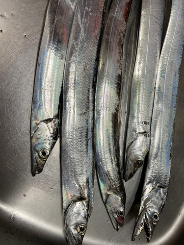 タチウオの釣果