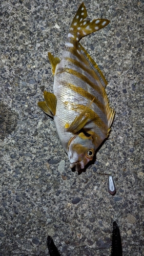 タカノハダイの釣果