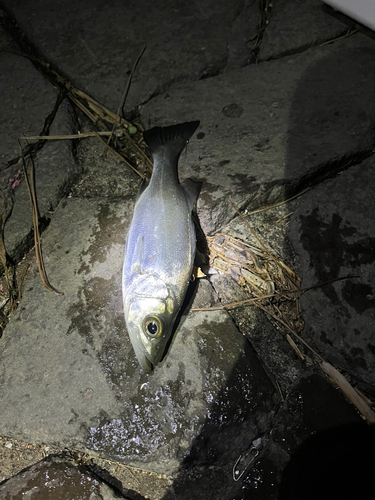 セイゴ（マルスズキ）の釣果