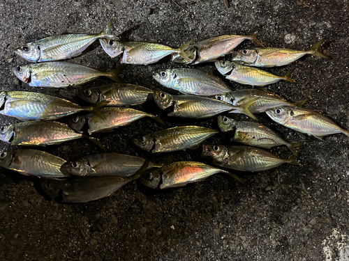 アジの釣果