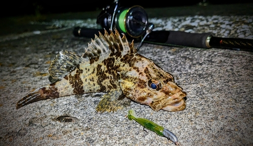 タケノコメバルの釣果