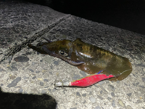 アオリイカの釣果