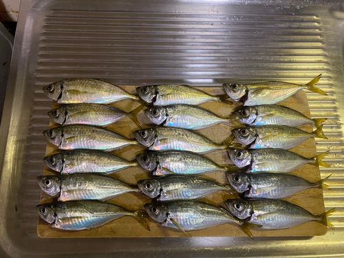 アジの釣果