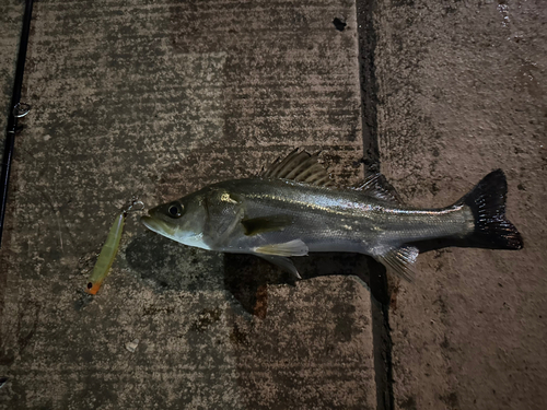 セイゴ（マルスズキ）の釣果