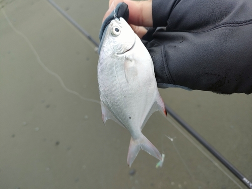 メッキの釣果