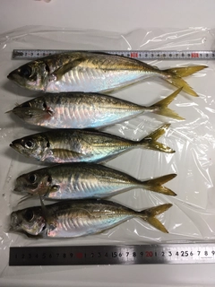 アジの釣果