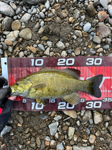 スモールマウスバスの釣果