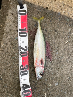 サバの釣果
