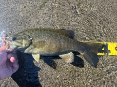 スモールマウスバスの釣果