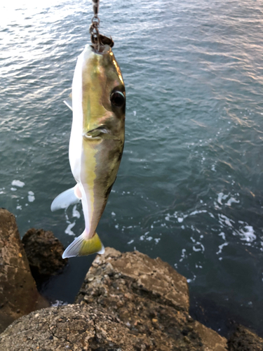 フグの釣果