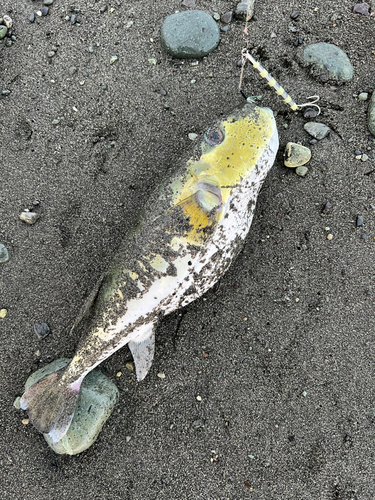 シロサバフグの釣果