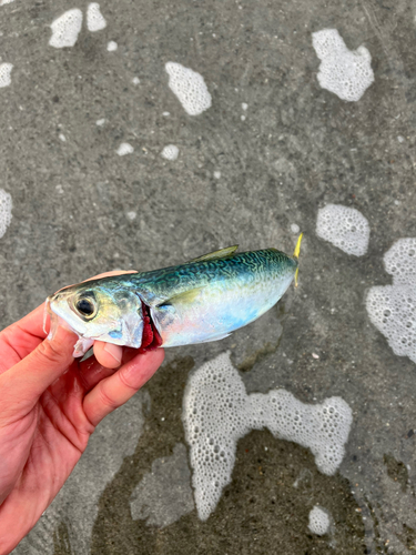 サバの釣果