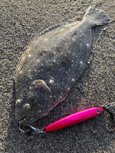 ソゲの釣果