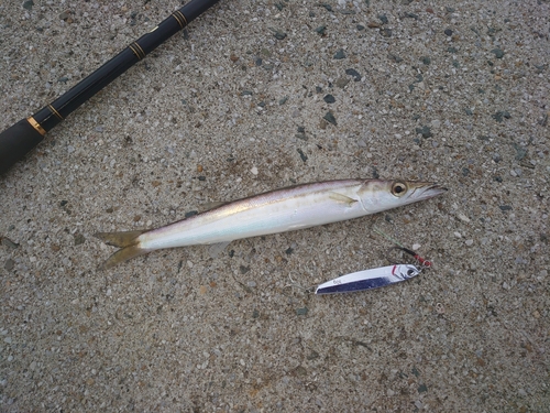 カマスの釣果