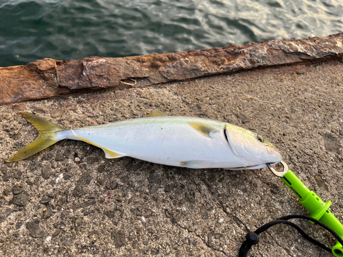 ハマチの釣果