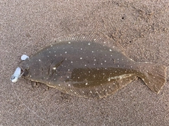 ヒラメの釣果