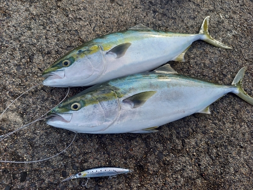 イナダの釣果