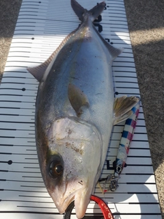 ショゴの釣果