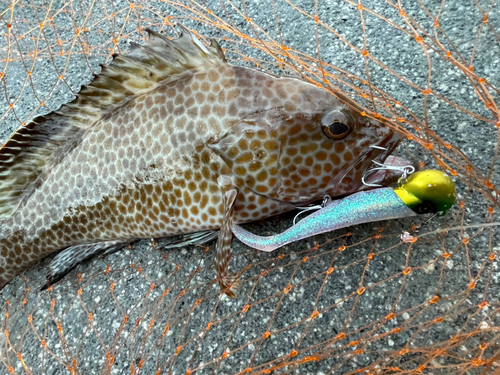 オオモンハタの釣果