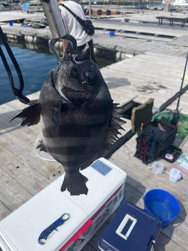 イシダイの釣果