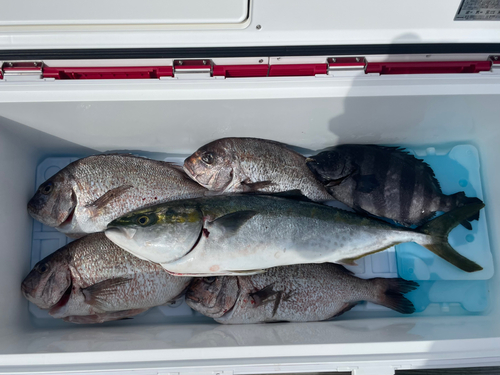 マダイの釣果