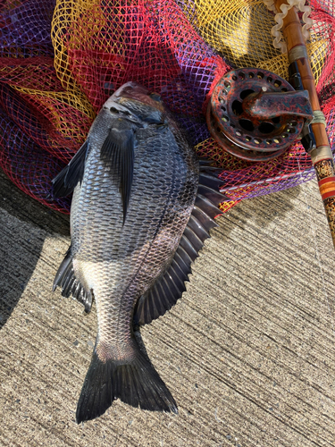 クロダイの釣果