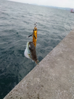 シロサバフグの釣果