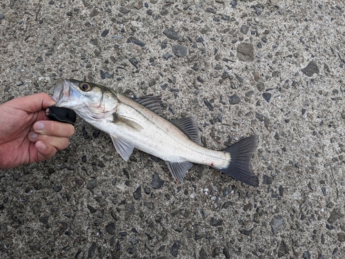 セイゴ（マルスズキ）の釣果