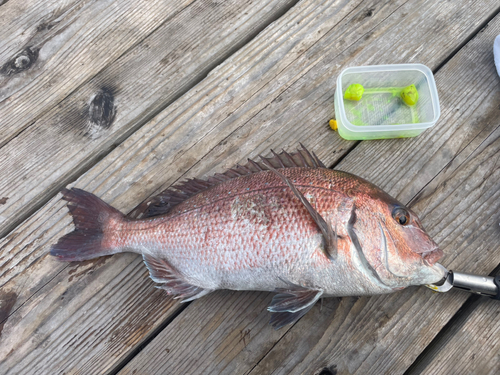 マダイの釣果