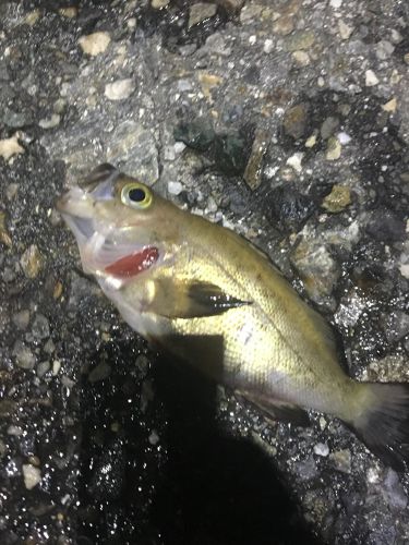 シロメバルの釣果