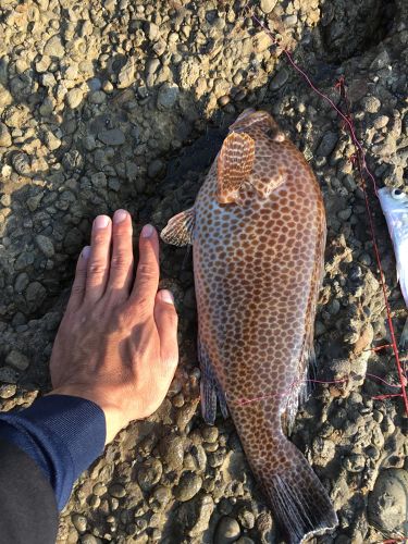 オオモンハタの釣果