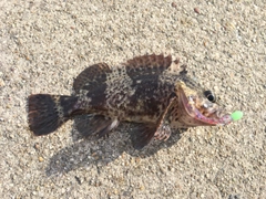 タケノコメバルの釣果