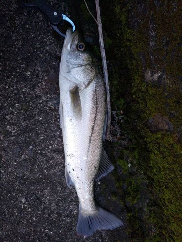 スズキの釣果