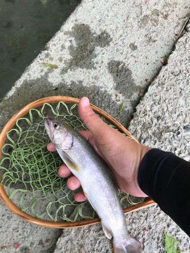 イワナの釣果