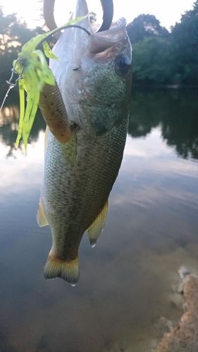 ブラックバスの釣果