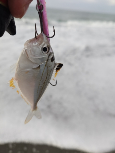 ヒイラギの釣果