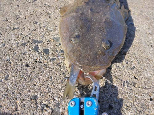 マゴチの釣果