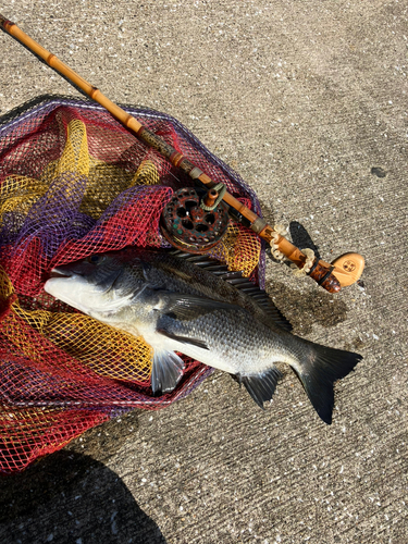 クロダイの釣果