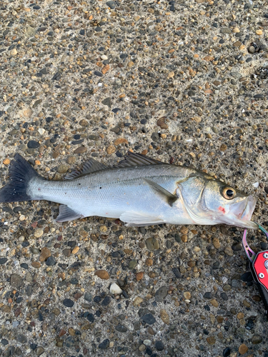 セイゴ（ヒラスズキ）の釣果