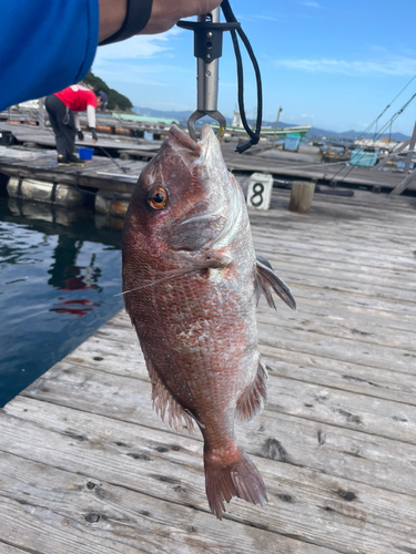 マダイの釣果