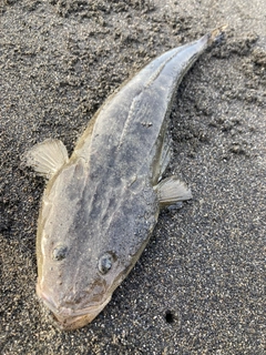 マゴチの釣果