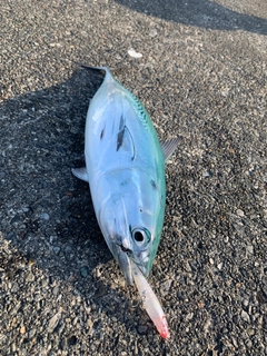 ヒラソウダの釣果