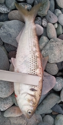 コノシロの釣果