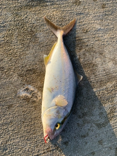 ショゴの釣果