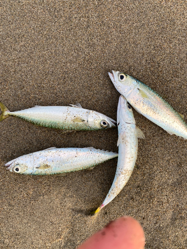 サバの釣果