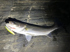 シーバスの釣果